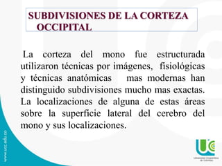 SUBDIVISIONES DE LA CORTEZA
OCCIPITAL
La corteza del mono fue estructurada
utilizaron técnicas por imágenes, fisiológicas
y técnicas anatómicas mas modernas han
distinguido subdivisiones mucho mas exactas.
La localizaciones de alguna de estas áreas
sobre la superficie lateral del cerebro del
mono y sus localizaciones.
 