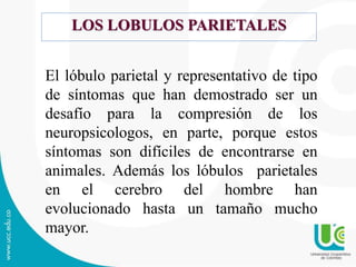LOS LOBULOS PARIETALES
El lóbulo parietal y representativo de tipo
de síntomas que han demostrado ser un
desafío para la compresión de los
neuropsicologos, en parte, porque estos
síntomas son difíciles de encontrarse en
animales. Además los lóbulos parietales
en el cerebro del hombre han
evolucionado hasta un tamaño mucho
mayor.
 