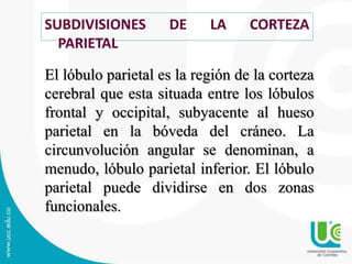 SUBDIVISIONES DE LA CORTEZA
PARIETAL
El lóbulo parietal es la región de la corteza
cerebral que esta situada entre los lóbulos
frontal y occipital, subyacente al hueso
parietal en la bóveda del cráneo. La
circunvolución angular se denominan, a
menudo, lóbulo parietal inferior. El lóbulo
parietal puede dividirse en dos zonas
funcionales.
 