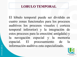 LOBULO TEMPORAL
El lóbulo temporal puede ser dividido en
cuatro zonas funcionales para los procesos
auditivos los procesos visuales ( corteza
temporal inferorior) y la integración de
estos procesos para la emoción( amígdala) y
la navegación especial y la memoria
espacial. El procesamiento de la
información auditiva esta especializado.
 