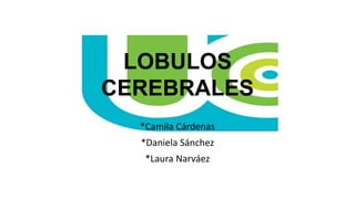 LOBULOS
CEREBRALES
*Camila Cárdenas
*Daniela Sánchez
*Laura Narváez
 