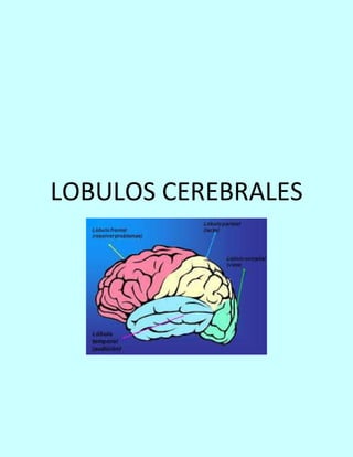 LOBULOS CEREBRALES
 
