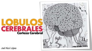 LOBULOS
CEREBRALES
    Corteza Cerebral



Joel Ricci López
 