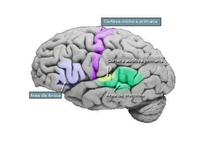 Lóbulo temporal | PPTX