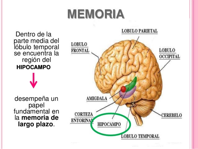 Lóbulo temporal- Inst. Nuestra Sra. de la Paz.
