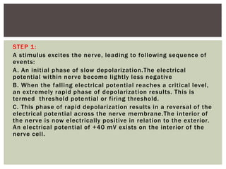 STEP 1:
A stimulus excites the nerve, leading to following sequence of
events:
A. An initial phase of slow depolarization.The electrical
potential within nerve become lightly less negative
B. When the falling electrical potential reaches a critical level,
an extremely rapid phase of depolarization results. This is
termed threshold potential or firing threshold.
C. This phase of rapid depolarization results in a reversal of the
electrical potential across the nerve membrane.The interior of
the nerve is now electrically positive in relation to the exterior.
An electrical potential of +40 mV exists on the interior of the
nerve cell.
 