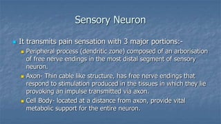 Sensory Neuron


It transmits pain sensation with 3 major portions:





Peripheral process (dendritic zone) composed of an arborisation
of free nerve endings in the most distal segment of sensory
neuron.
Axon- Thin cable like structure, has free nerve endings that
respond to stimulation produced in the tissues in which they lie
provoking an impulse transmitted via axon.
Cell Body- located at a distance from axon, provide vital
metabolic support for the entire neuron.

 
