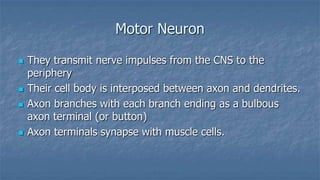 Motor Neuron







They transmit nerve impulses from the CNS to the
periphery
Their cell body is interposed between axon and dendrites.
Axon branches with each branch ending as a bulbous
axon terminal (or button)
Axon terminals synapse with muscle cells.

 