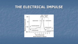 THE ELECTRICAL IMPULSE

 