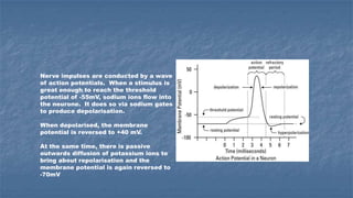 Nerve impulses are conducted by a wave
of action potentials. When a stimulus is
great enough to reach the threshold
potential of -55mV, sodium ions flow into
the neurone. It does so via sodium gates
to produce depolarisation.
When depolarised, the membrane
potential is reversed to +40 mV.
At the same time, there is passive
outwards diffusion of potassium ions to
bring about repolarisation and the
membrane potential is again reversed to
-70mV

 