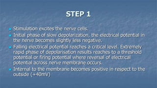 STEP 1







Stimulation excites the nerve cells.
Initial phase of slow depolarization, the electrical potential in
the nerve becomes slightly less negative.
Falling electrical potential reaches a critical level. Extremely
rapid phase of depolarisation results reaches to a threshold
potential or firing potential where reversal of electrical
potential across nerve membrane occurs.
Internal to the membrane becomes positive in respect to the
outside (+40mV)

 