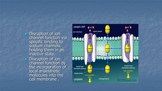 



Disruption of ion
channel function via
specific binding to
sodium channels,
holding them in an
inactive state.
Disruption of ion
channel function by
the incorporation of
local anaesthetic
molecules into the
cell membrane .

 