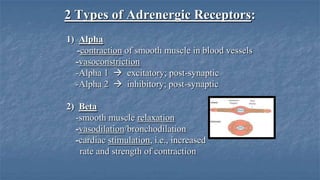 2 Types of Adrenergic Receptors:
1) Alpha
-contraction of smooth muscle in blood vessels
-vasoconstriction
-Alpha 1  excitatory; post-synaptic
-Alpha 2  inhibitory; post-synaptic

2) Beta
-smooth muscle relaxation
-vasodilation/bronchodilation
-cardiac stimulation, i.e., increased
rate and strength of contraction

 