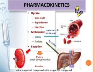 small concentration.
urine as parent compoundurine as parent compound
Esters
Amides
pseudocholi
nesterase
 