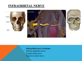 Local anaesthesia blocks in ent | PPTX