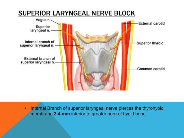 Local anaesthesia blocks in ent | PPT
