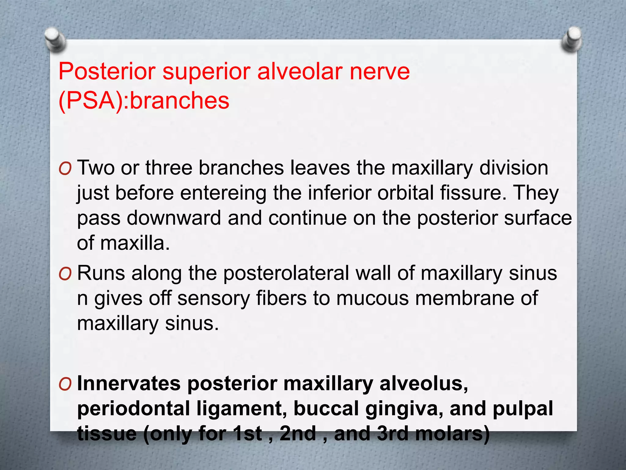 Posterior superior alveolar nerve
(PSA):branches
O Two or three branches leaves the maxillary division
just before entereing the inferior orbital fissure. They
pass downward and continue on the posterior surface
of maxilla.
O Runs along the posterolateral wall of maxillary sinus
n gives off sensory fibers to mucous membrane of
maxillary sinus.
O Innervates posterior maxillary alveolus,
periodontal ligament, buccal gingiva, and pulpal
tissue (only for 1st , 2nd , and 3rd molars)
 