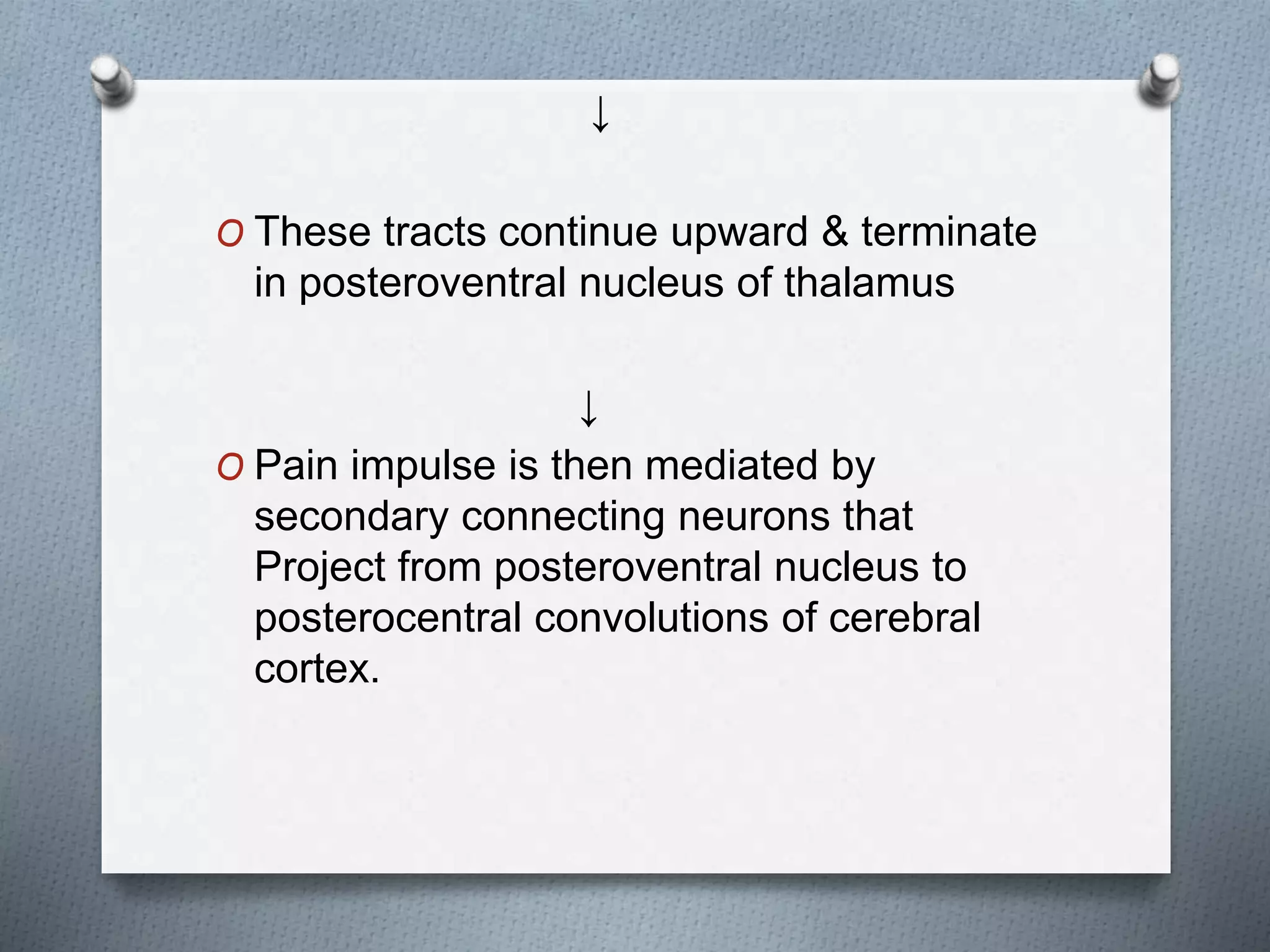 ↓
O These tracts continue upward & terminate
in posteroventral nucleus of thalamus
↓
O Pain impulse is then mediated by
secondary connecting neurons that
Project from posteroventral nucleus to
posterocentral convolutions of cerebral
cortex.
 