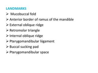 LANDMARKS
 Mucobuccal fold
 Anterior border of ramus of the mandible
 External oblique ridge
 Retromolar triangle
 Internal oblique ridge
 Pterygomandibular liigament
 Buccal sucking pad
 Pterygomandibular space
 