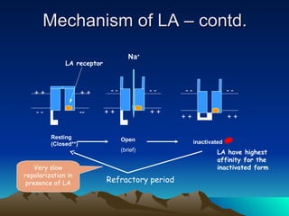 + +
- -
+ +
--
- -
+ + + +
- -
Na+
+ +
+ +
- - - -
Resting
(Closed**)
Open
(brief)
inactivated
Very slow
repolarization in
presence of LA
LA receptor
LA have highest
affinity for the
inactivated form
Refractory period
Mechanism of LA – contd.
Mechanism of LA – contd.
 
