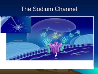 The Sodium Channel
The Sodium Channel
 
