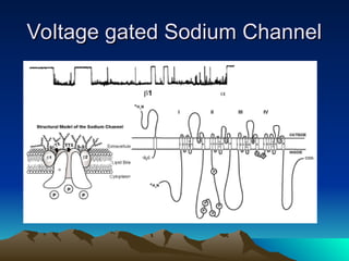 Voltage gated Sodium Channel
Voltage gated Sodium Channel
 