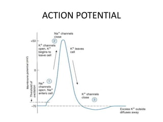 ACTION POTENTIAL
 