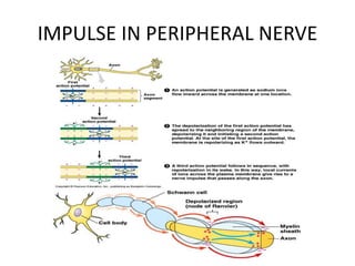 IMPULSE IN PERIPHERAL NERVE
 