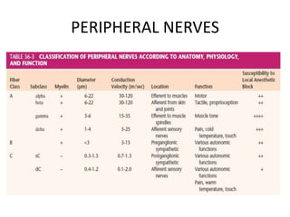 PERIPHERAL NERVES
 