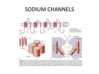 SODIUM CHANNELS
 