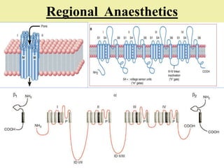 Regional Anaesthetics
 