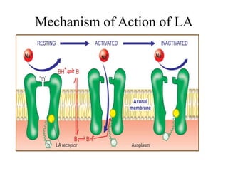 Mechanism of Action of LA
 