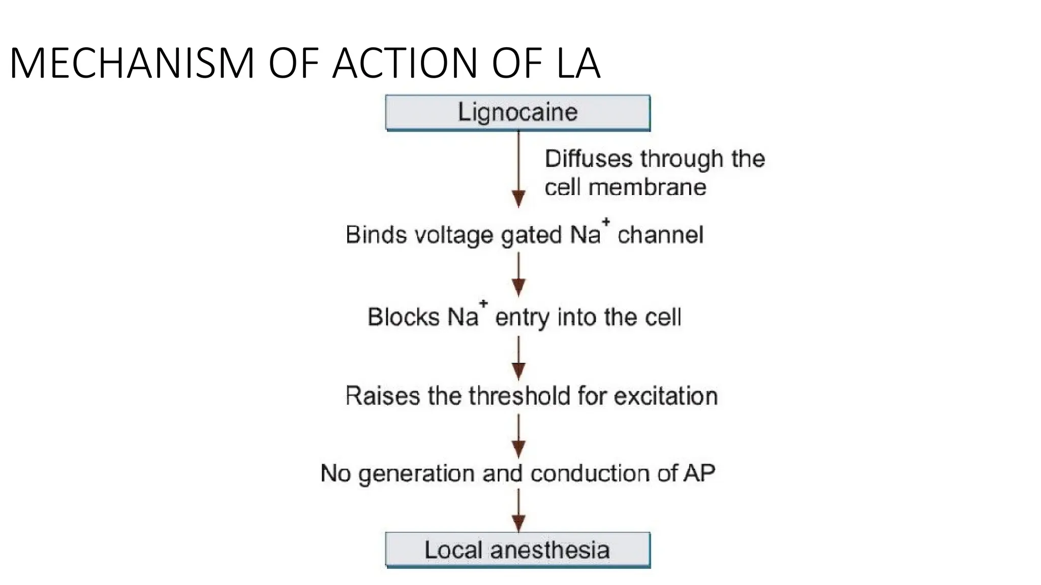 MECHANISM OF ACTION OF LA
 