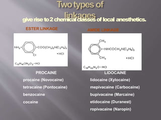 giveriseto2chemicalclassesof local anesthetics.
ESTER LINKAGE AMIDE LINKAGE
PROCAINE
procaine (Novocaine)
tetracaine (Pontocaine)
benzocaine
cocaine
LIDOCAINE
lidocaine (Xylocaine)
mepivacaine (Carbocaine)
bupivacaine (Marcaine)
etidocaine (Duranest)
ropivacaine (Naropin)
 