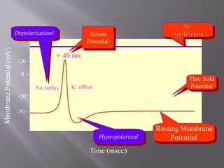 Membra
ne
Potenti
al
(mV)
-50
-70
0
+30
Time (msec)
hold
Thre
Potential
Resting Membrane
Potential
Action
Depolarization!
Hyperpolarized
Potential
+ 40 mv
Na+ influx K+ efflux
 
