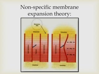 Non-specific membrane
expansion theory:
 