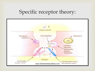 Specific receptor theory:
 
