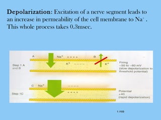 1 /1031 /103
Depolarization: Excitation of a nerve segment leads to
an increase in permeability of the cell membrane to Na+
.
This whole process takes 0.3msec.
 