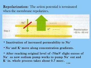 1 /1031 /103
Repolarization: The action potential is terminated
when the membrane repolarizes.
• Inactivation of increased permeability to Na+
• Na+
and K+
move along concentration gradients.
• After reaching original level of -70mV slight excess of
Na+
so now sodium pump works to pump Na+
out and
K+
in. whole process takes about 0.7 msec.
 