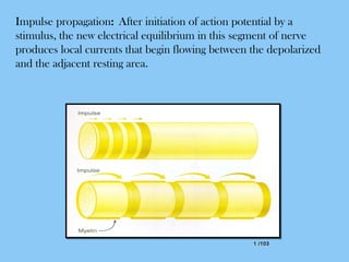 1 /1031 /103
Impulse propagation: After initiation of action potential by a
stimulus, the new electrical equilibrium in this segment of nerve
produces local currents that begin flowing between the depolarized
and the adjacent resting area.
 