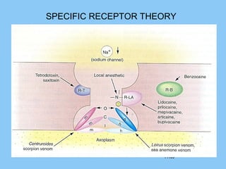 1 /1031 /103
SPECIFIC RECEPTOR THEORY
 