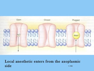 1 /1031 /103
Local anesthetic enters from the axoplasmic
side
 