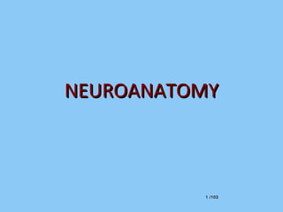 1 /1031 /103
NEUROANATOMYNEUROANATOMY
 
