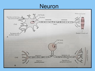 1 /1031 /103
Neuron
 