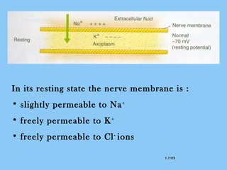 1 /1031 /103
In its resting state the nerve membrane is :
• slightly permeable to Na+
• freely permeable to K+
• freely permeable to Cl-
ions
 