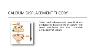 CALCIUM DISPLACEMENT THEORY
States that local anaesthetic nerve block was
produced by displacement of calcium from
some membrane site that controlled
permeability of sodium.
 