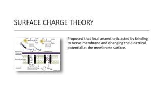 SURFACE CHARGE THEORY
Proposed that local anaesthetic acted by binding
to nerve membrane and changing the electrical
potential at the membrane surface.
 