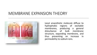 MEMBRANE EXPANSION THEORY
Local anaesthetic molecule diffuse to
hydrophobic regions of excitable
membranes, producing a general
disturbance of bulk membrane
structure, expanding membrane, and
thus preventing an increase in
permeability to sodium ions.
 