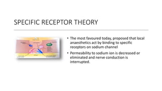 SPECIFIC RECEPTOR THEORY
• The most favoured today, proposed that local
anaesthetics act by binding to specific
receptors on sodium channel
• Permeability to sodium ion is decreased or
eliminated and nerve conduction is
interrupted.
 