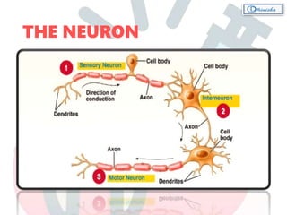 THE NEURON
 